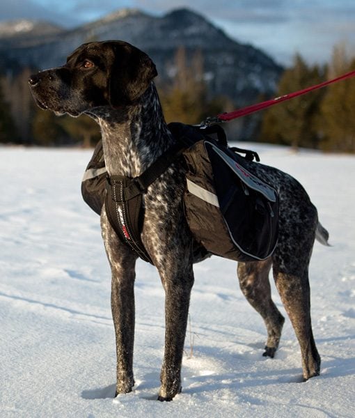 EzyDog Summit kløv ryggsekk for hund - Bilde 2
