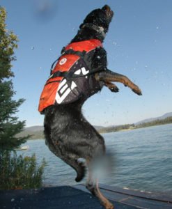 EzyDog Redningsvest for liten hund