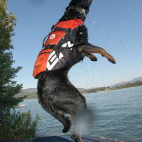 EzyDog Redningsvest for liten hund