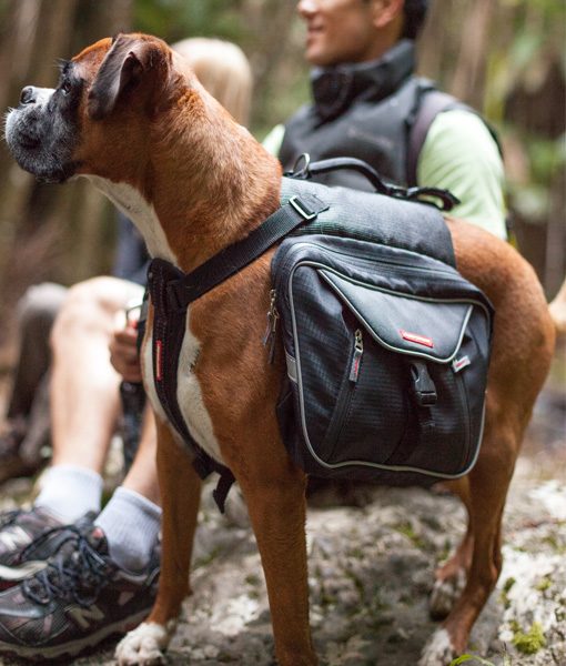 EzyDog Summit kløv ryggsekk for hund
