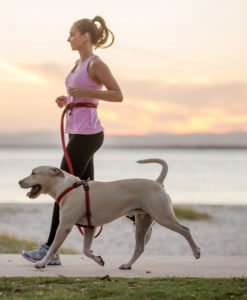 EzyDog Roadrunner