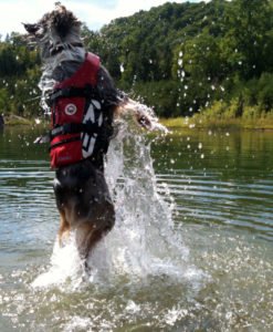 EzyDog DFD Redningsvest