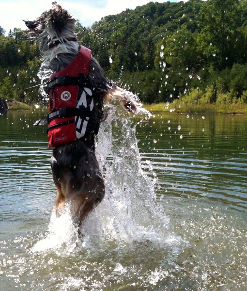 EzyDog DFD Redningsvest