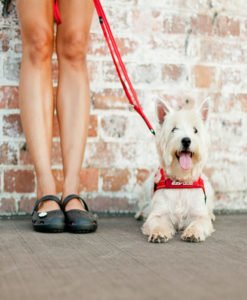 EzyDog Justerbart Kobbel - Små Hunder