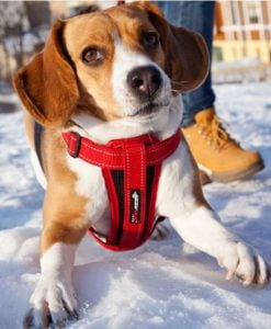 EzyDog Seler Med Brystplate