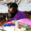 Petz Håndkle i microfiber for hund