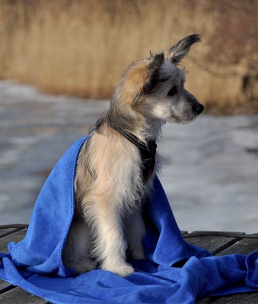 Petz Håndkle i microfiber for hund - Bilde 2