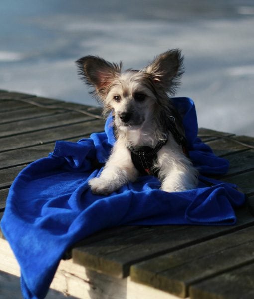 Petz Håndkle i microfiber for hund - Bilde 5
