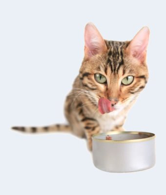 Katt