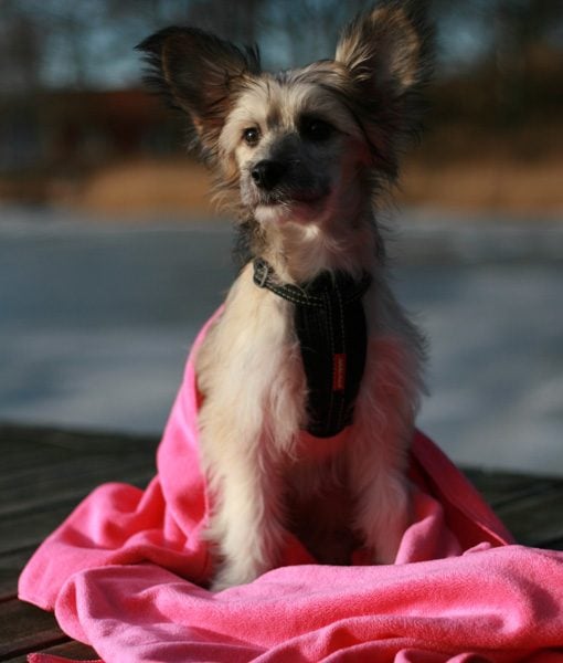 Petz Håndkle i microfiber for hund - Bilde 4