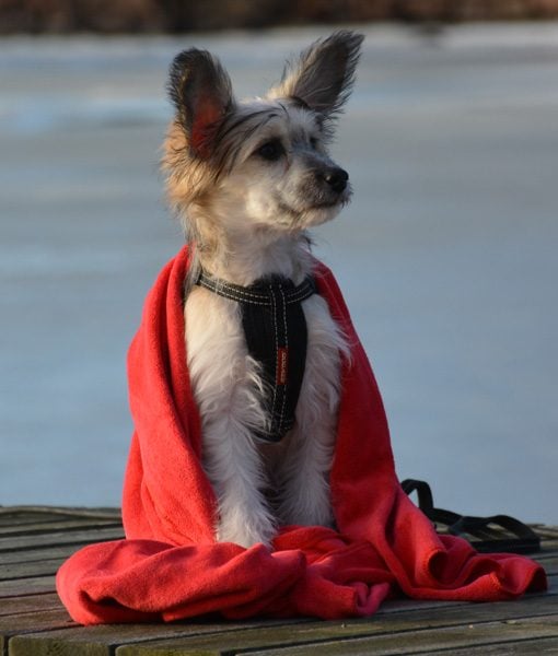 Petz Håndkle i microfiber for hund - Bilde 6