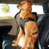 EzyDog Drive Harness Bilbelte