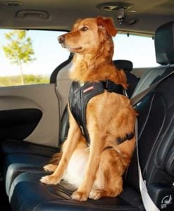 EzyDog Drive Harness Bilbelte