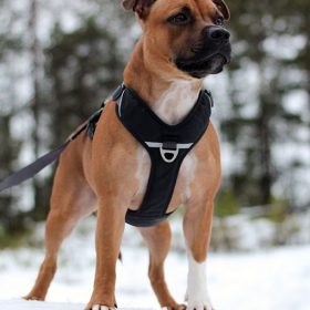 DOG Copenhagen Comfort Walk Pro sele
