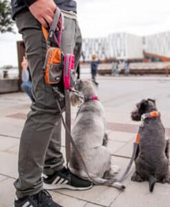 DOG Copenhagen Urban Trail kobbel