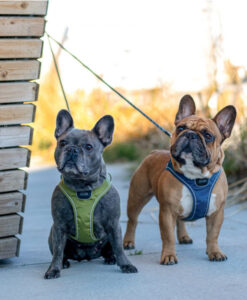 DOG Copenhagen Comfort Walk GO sele
