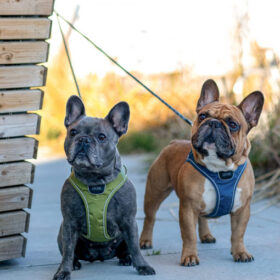 DOG Copenhagen Comfort Walk GO sele