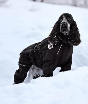 Doodle Coat Saver Dress for Kaldt - Vått vær med silkefôr