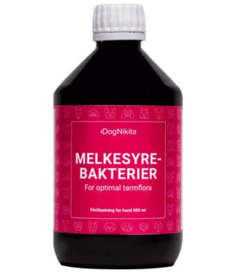 Dog Nikita Melkesyrebakterier
